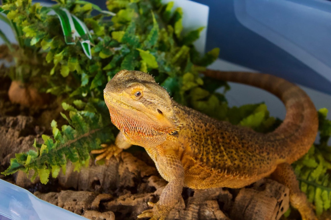 Bearded dragon