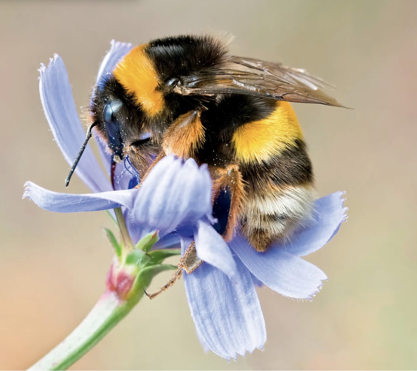 Bee