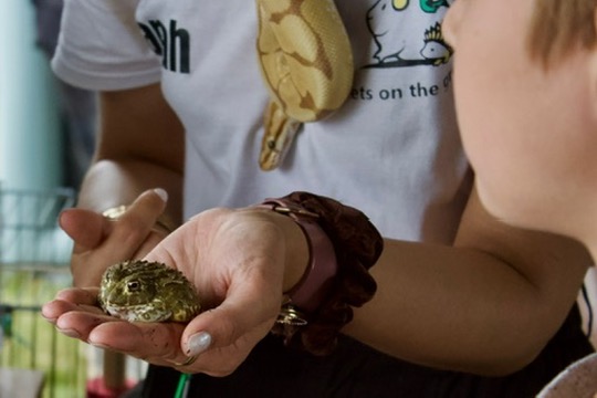 Frog