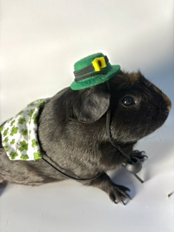 Guinea pig