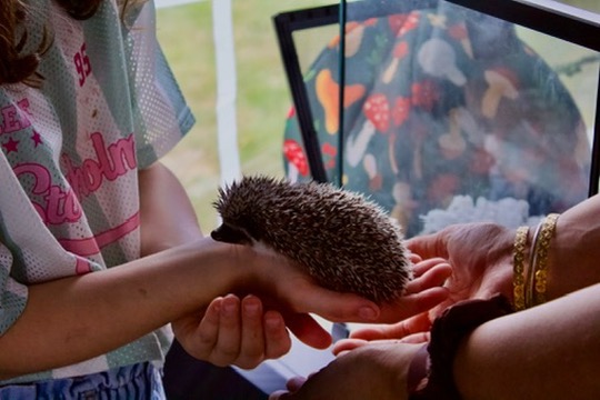Hedgehog