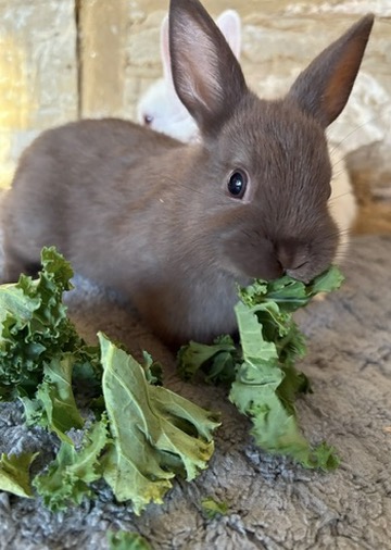 Rabbit