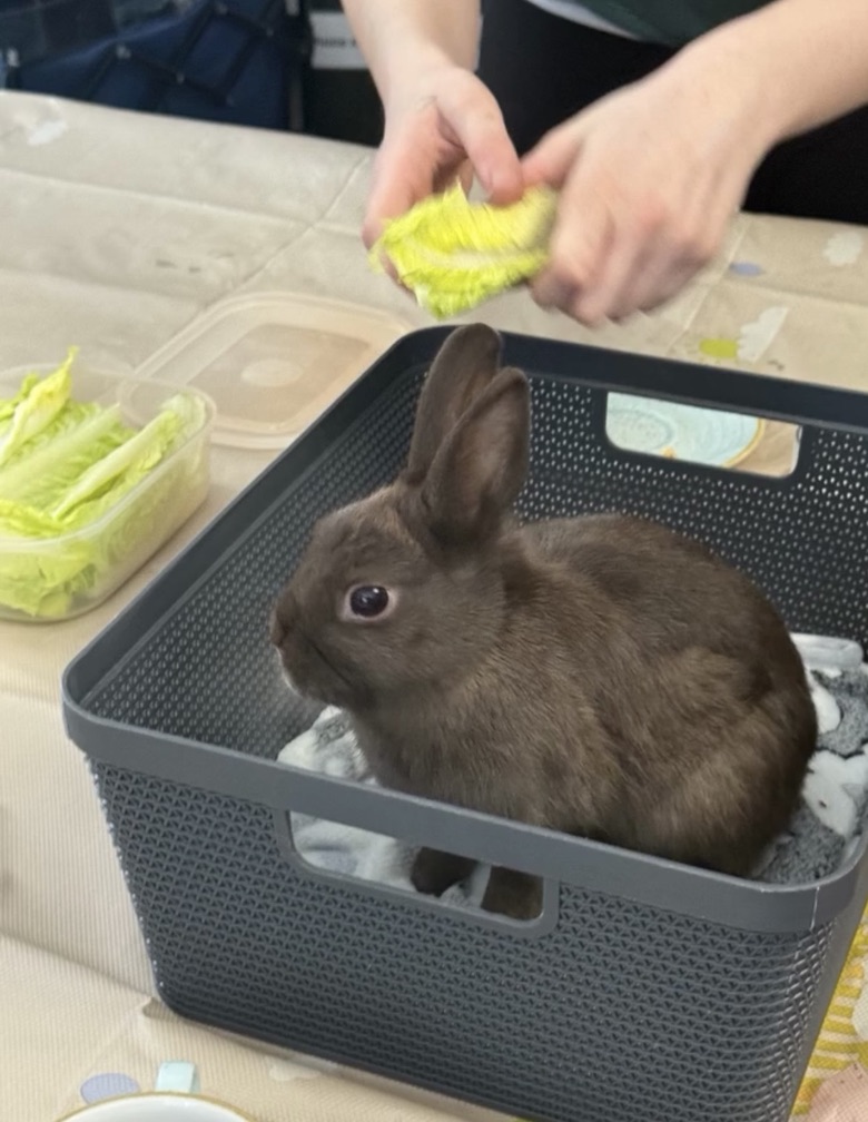 Rabbit