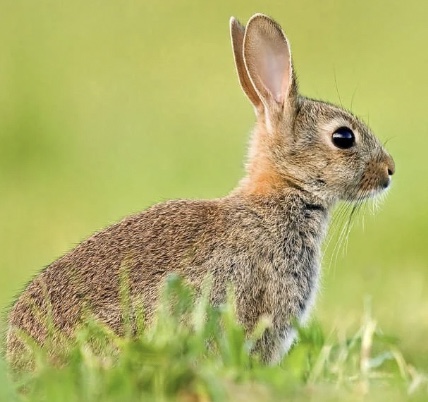 Rabbit
