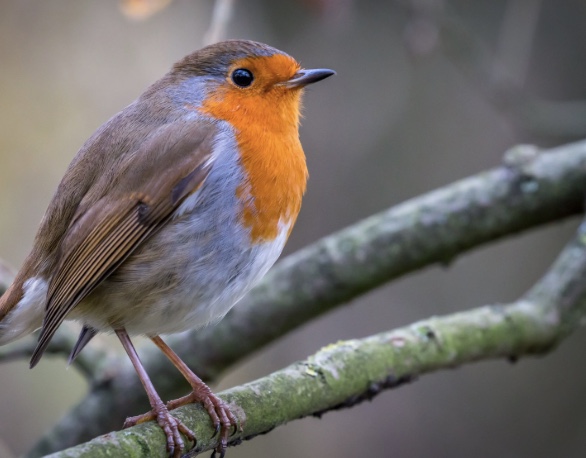 Robin
