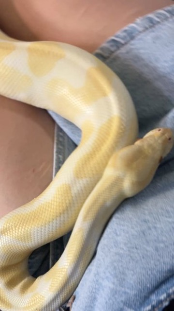 Snake