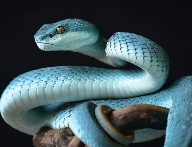 Snake
