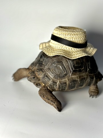 Tortoise