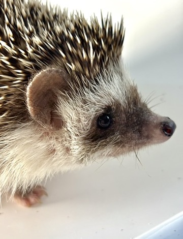 Gary