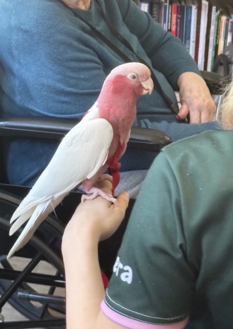 Rosie the galah