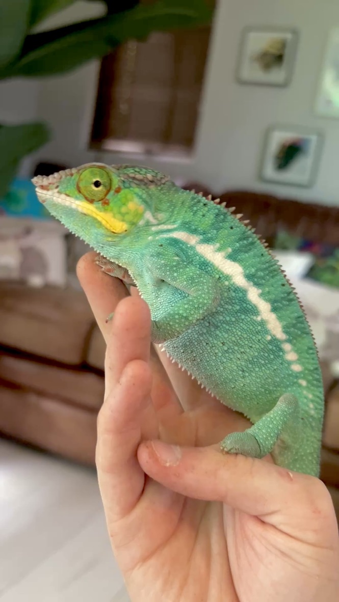 Elvis