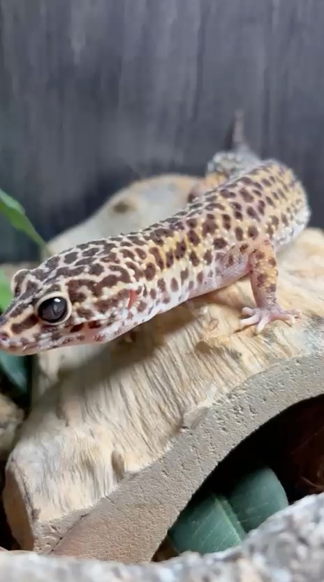 Leopard gecko
