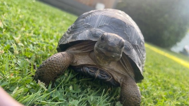 Tortoise